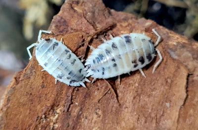 Porcellio Laevis Dairy Cow (15+)