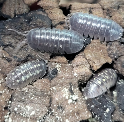 Armadillidium Depressum (15+)