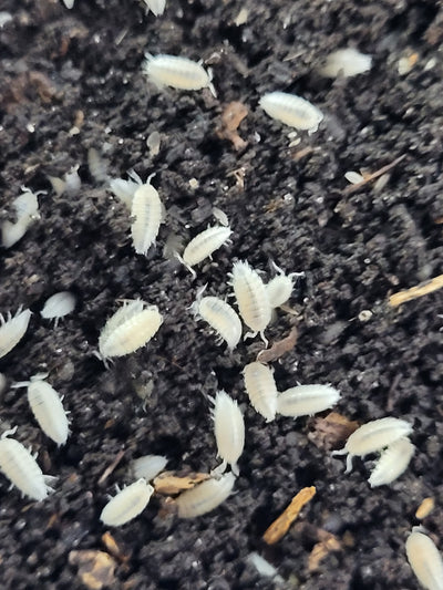 T. Tomentosa Dwarf White (20+)
