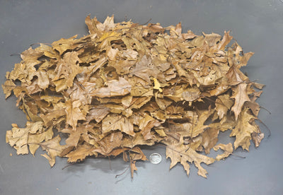 Feuilles de chênes et d'érables (3 oz)