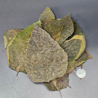 Feuilles de Murier (1.5 oz)