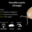 Porcellio Laevis Orange