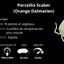 Porcellio Scaber Orange Dalmatian (15+)