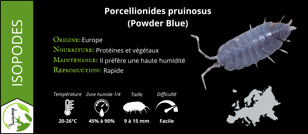 Porcellionides Pruinosus Blue Powder (15+)