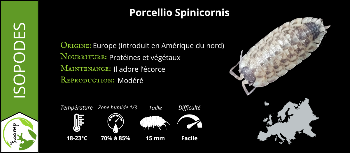 Porcellio Spinicornis (15+)