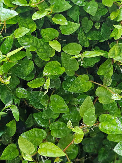 Ficus Colombia (ficus minima)