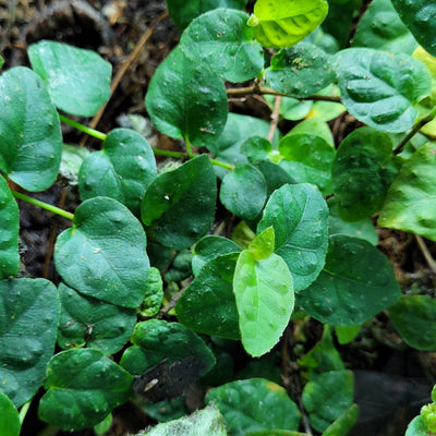 Ficus Pumila