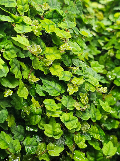 Ficus Oak leaf
