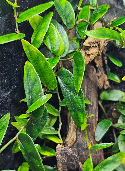 Ficus Panama