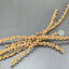 Tige de Caryota (6x)