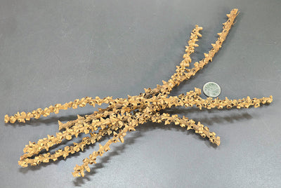 Tige de Caryota (6x)