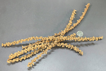 Tige de Caryota (6x)