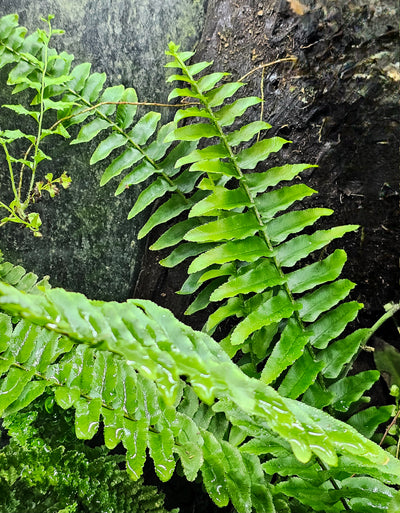 Fougère Nephrolepsis