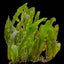 Caulerpa Prolifera