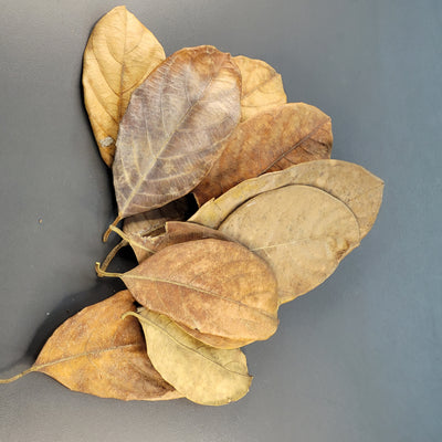 Feuilles de jacquier (0.5 oz)