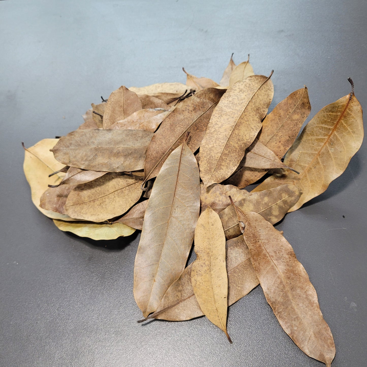Feuilles de Khaya (1.5 oz)