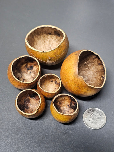 Gousses de Kuchipal (6x)