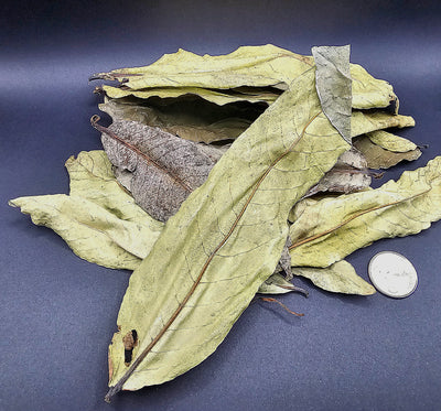 Feuilles de Kumbuk (1.5 oz)