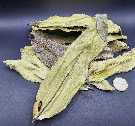 Feuilles de Kumbuk (0.5 oz)
