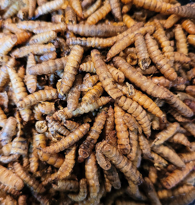 Larve de mouches soldat séchées (35g)
