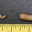 Black soldier fly larvae (mini) x100