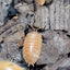 Porcellio Laevis Orange