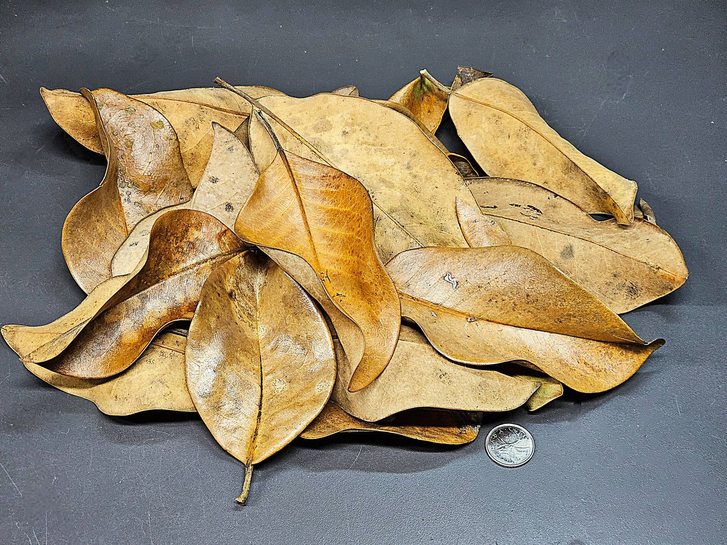 Feuilles de Magnolia (1 oz)