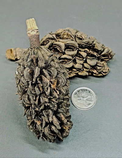 Gousses de magnolia (2x)