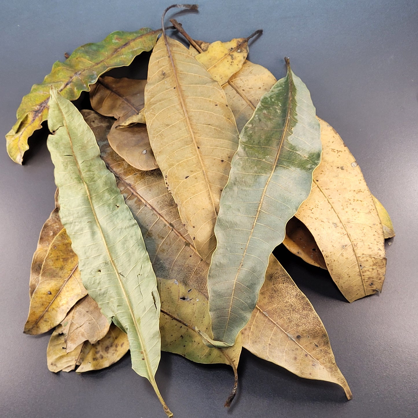 Feuilles de mangue (1.5 oz)