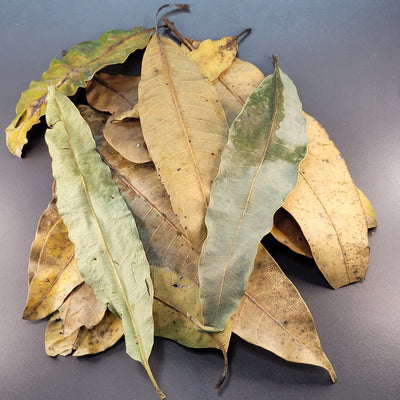 Feuilles de mangue (1.5 oz)
