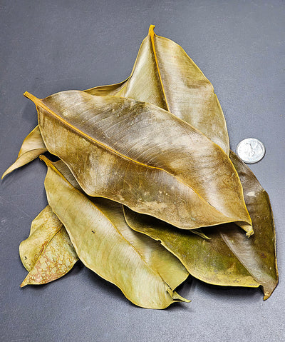 Feuilles de mangoustan (1.5oz)