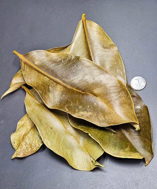 Feuilles de mangoustan (0.5oz)