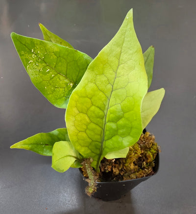 Microgramma sp.