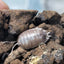 Porcellio Laevis Milkback