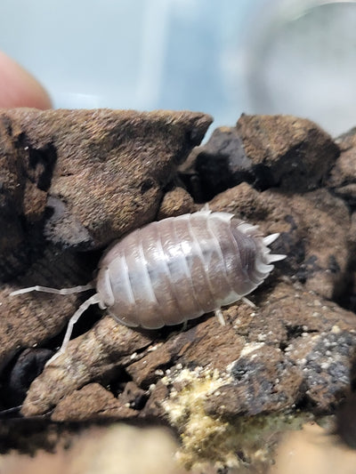 Porcellio Laevis Milkback (15+)