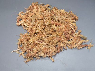 Mousse de sphaigne du Chili (75g)