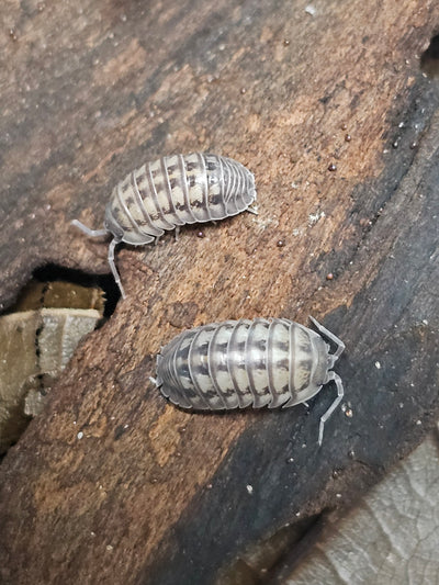 Armadillidium Nasatum Wild type (15+)