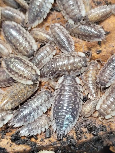 Oniscus Asellus (15+)