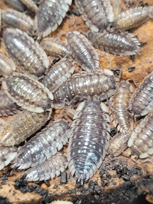 Oniscus Asellus