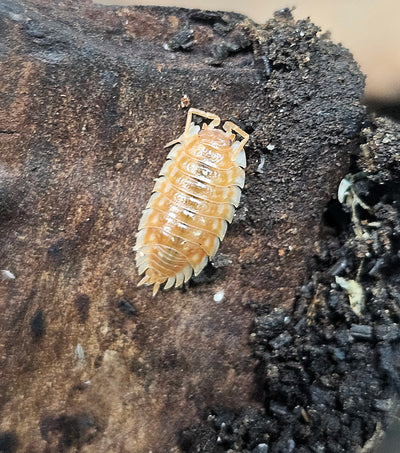 Oniscus Asellus (Maple Orange) (10+)