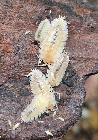 Oniscus Asellus (Maple Albino) (10+)