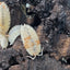 Porcellio Scaber Orange Dalmatian (15+)