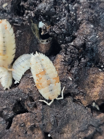 Porcellio Scaber Orange Dalmatian (15+)