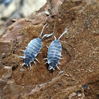 Porcellionides Pruinosus Oreo Crumble (15+)