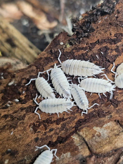 Porcellionides Pruinosus White Out (15+)