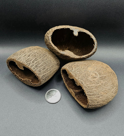 Cosses de palmier (2x)