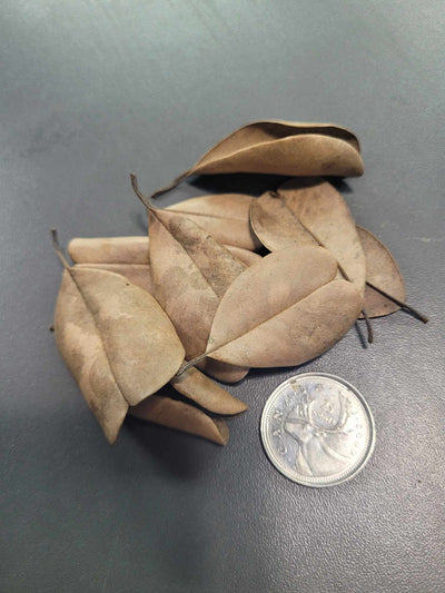 Feuilles de Palu (1.5 oz)