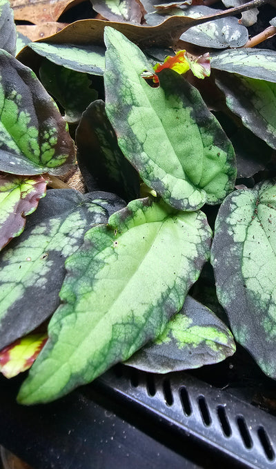Pellionia Repens