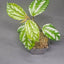 Pilea Cadierei