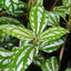 Pilea Cadierei
